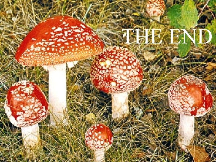 THE END 