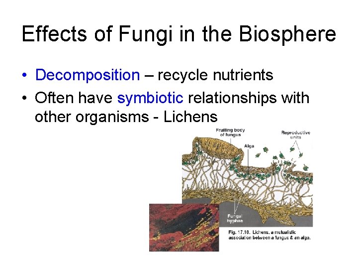 Effects of Fungi in the Biosphere • Decomposition – recycle nutrients • Often have