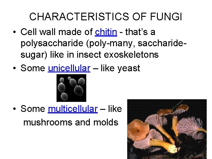 Kingdom Fungi Effects of Fungi in the Biosphere