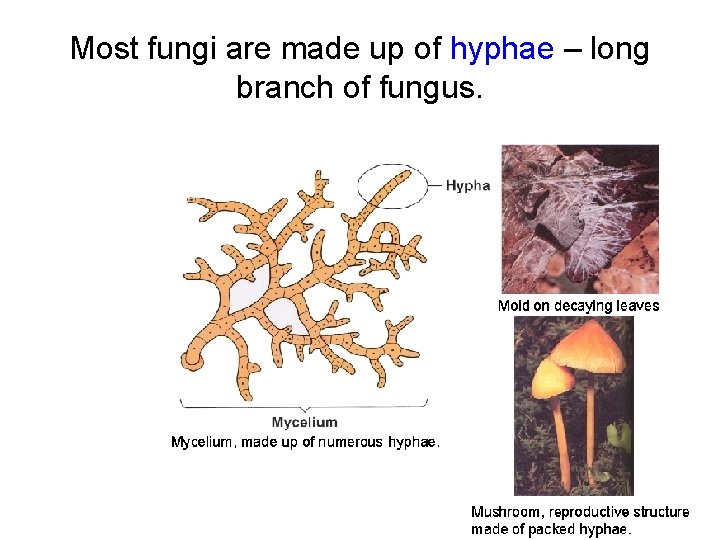 Most fungi are made up of hyphae – long branch of fungus. 