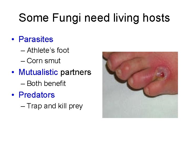 Some Fungi need living hosts • Parasites – Athlete’s foot – Corn smut •