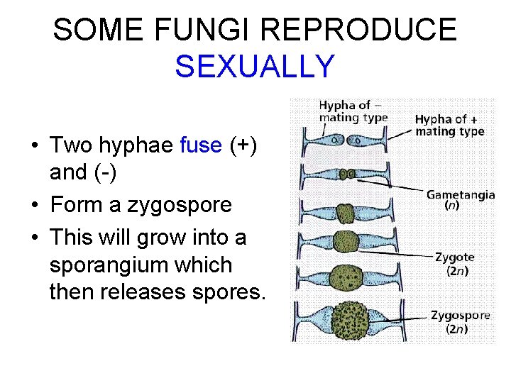 SOME FUNGI REPRODUCE SEXUALLY • Two hyphae fuse (+) and (-) • Form a