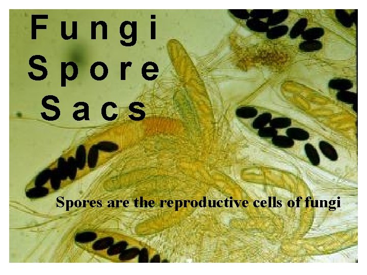 Fungi Spore Sacs Spores are the reproductive cells of fungi 