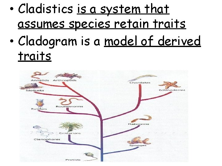  • Cladistics is a system that assumes species retain traits • Cladogram is