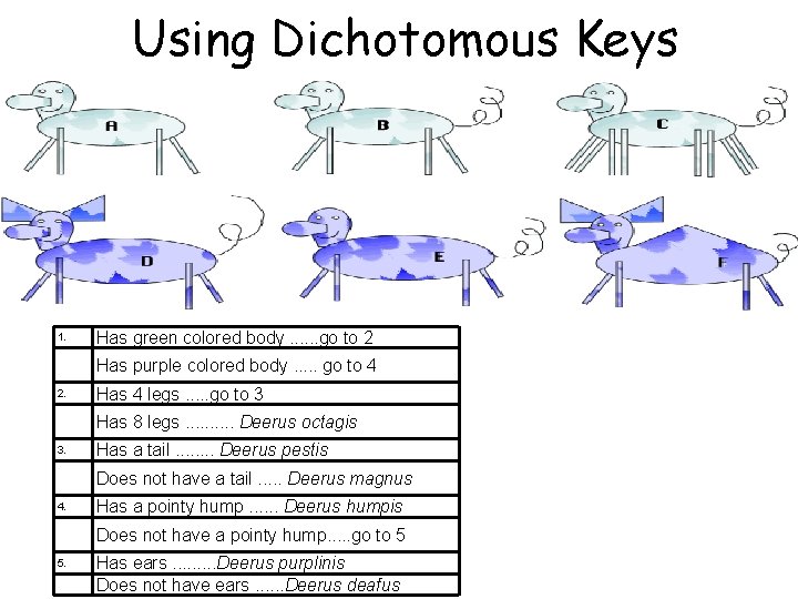 Using Dichotomous Keys 1. Has green colored body. . . go to 2 Has