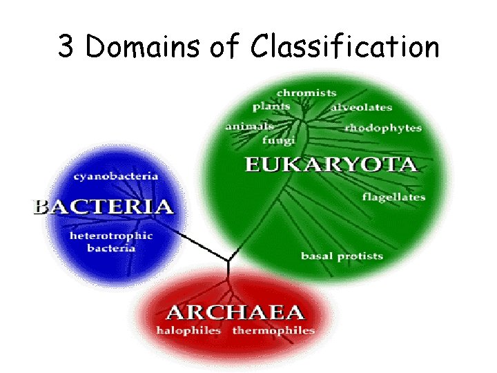 3 Domains of Classification 