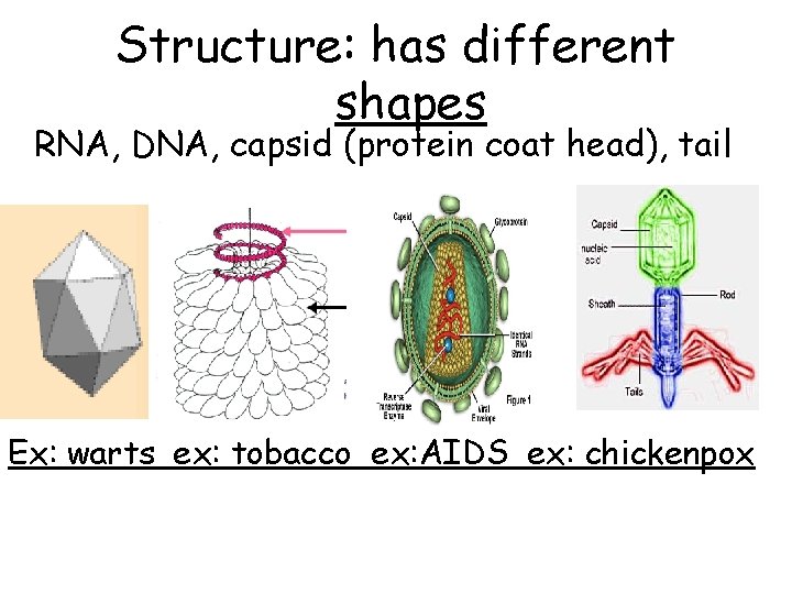 Structure: has different shapes RNA, DNA, capsid (protein coat head), tail Ex: warts ex:
