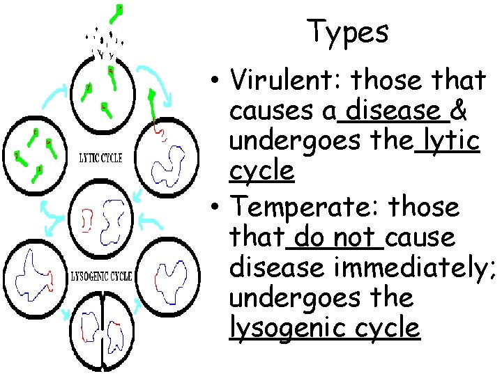 Types • Virulent: those that causes a disease & undergoes the lytic cycle •