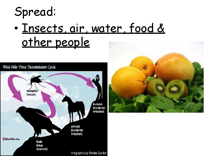 Spread: • Insects, air, water, food & other people 