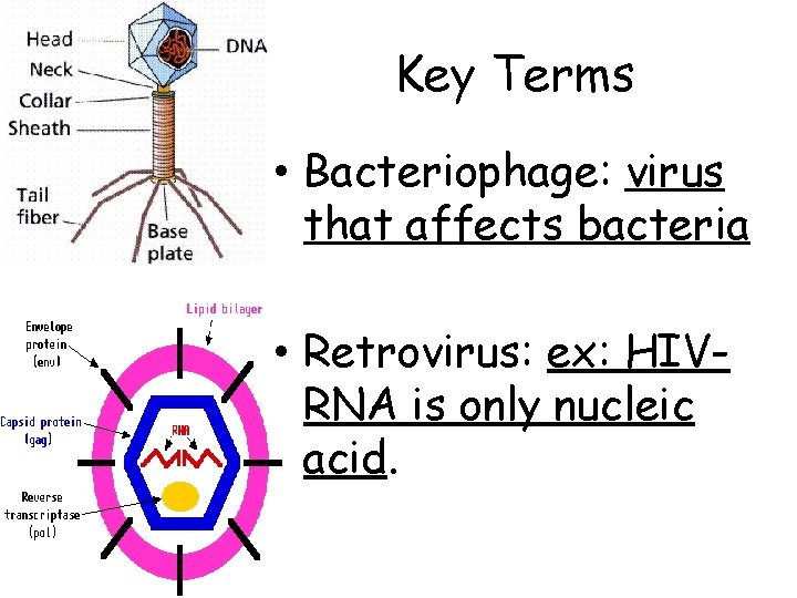 Key Terms • Bacteriophage: virus that affects bacteria • Retrovirus: ex: HIVRNA is only