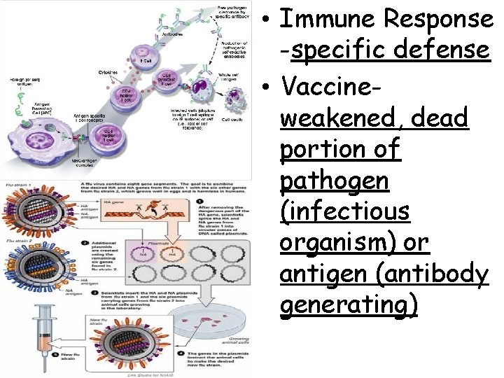  • Immune Response -specific defense • Vaccineweakened, dead portion of pathogen (infectious organism)
