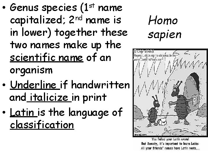  • Genus species (1 st name capitalized; 2 nd name is in lower)