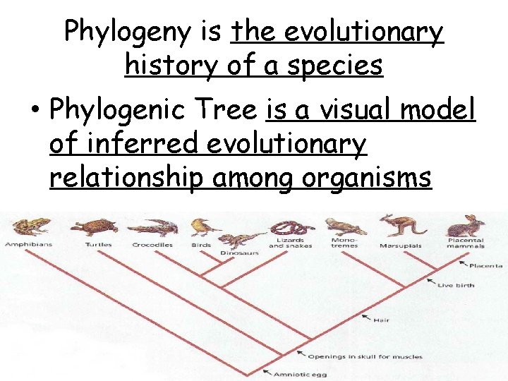 Phylogeny is the evolutionary history of a species • Phylogenic Tree is a visual