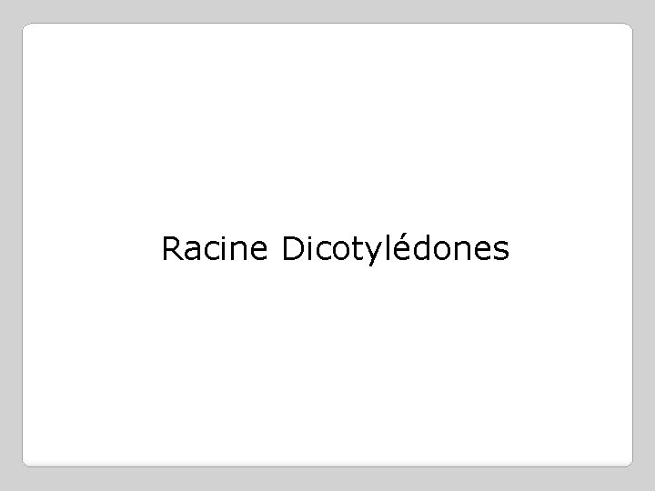 Racine Dicotylédones 