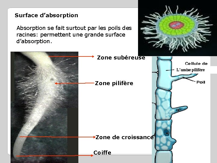 Surface d’absorption Absorption se fait surtout par les poils des racines: permettent une grande