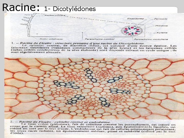 Racine: 1 - Dicotylédones 