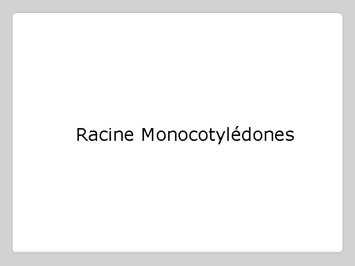 Racine Monocotylédones 