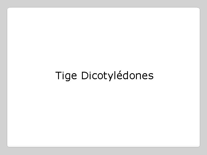 Tige Dicotylédones 