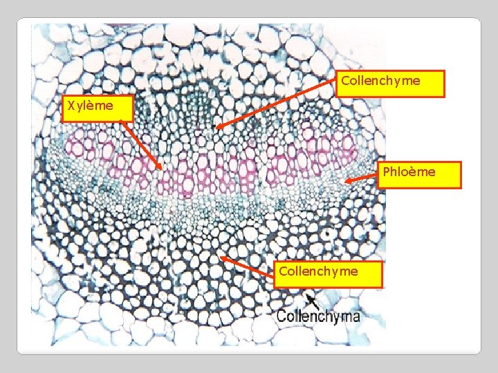 Collenchyme Xylème Phloème Collenchyme 