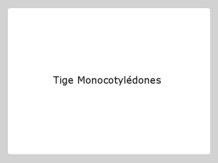 Tige Monocotylédones 