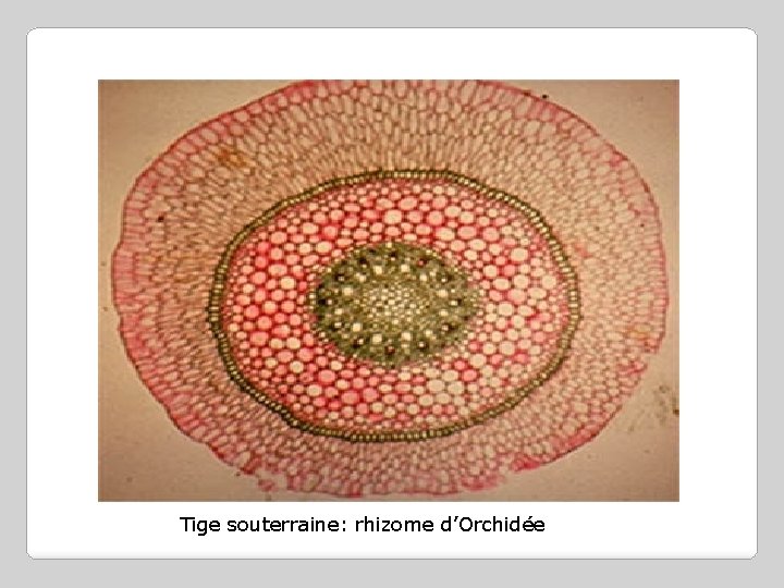 Tige souterraine: rhizome d’Orchidée 