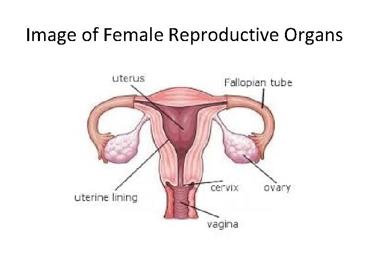 Image of Female Reproductive Organs 