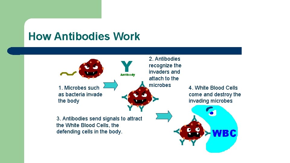 How Antibodies Work 1. Microbes such as bacteria invade the body 3. Antibodies send