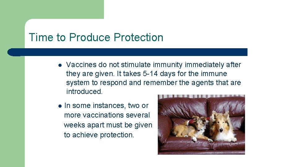 Time to Produce Protection l l Vaccines do not stimulate immunity immediately after they