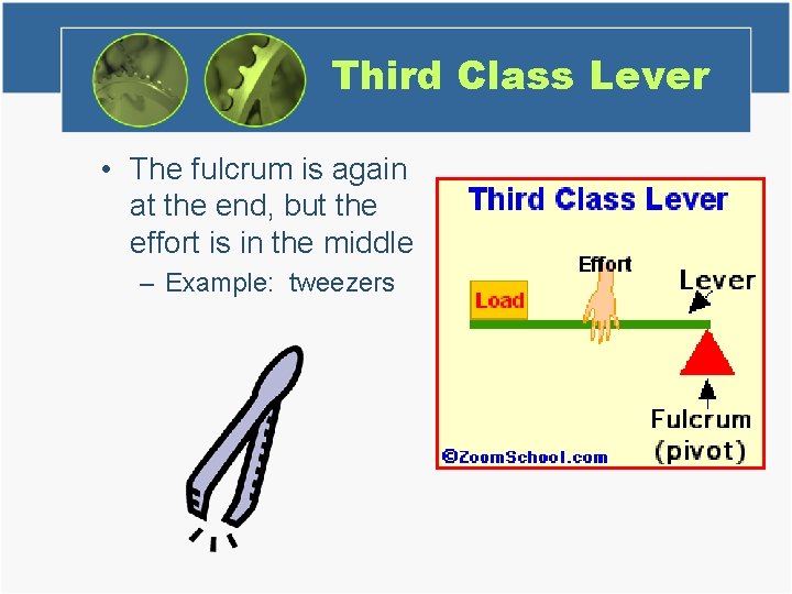 Third Class Lever • The fulcrum is again at the end, but the effort