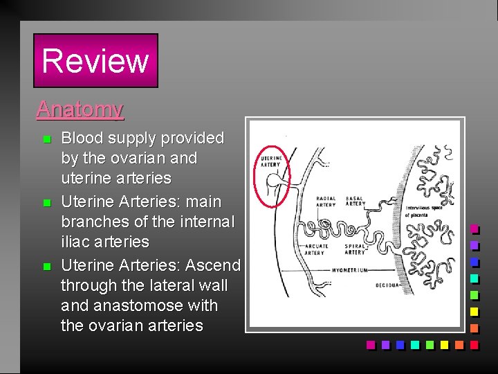 Review Anatomy n n n Blood supply provided by the ovarian and uterine arteries