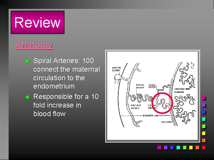 Review Anatomy n n Spiral Arteries: 100 connect the maternal circulation to the endometrium