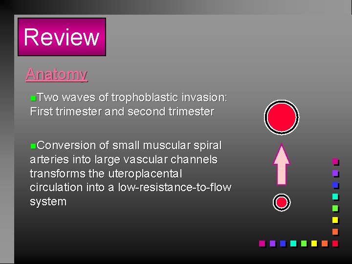 Review Anatomy n. Two waves of trophoblastic invasion: First trimester and second trimester n.