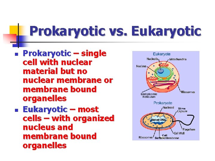 Prokaryotic vs. Eukaryotic n n Prokaryotic – single cell with nuclear material but no