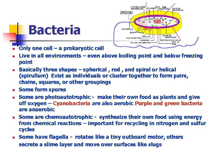 Bacteria n n n n Only one cell – a prokaryotic cell Live in