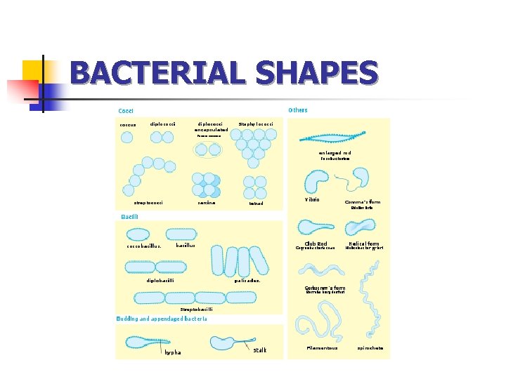 BACTERIAL SHAPES 