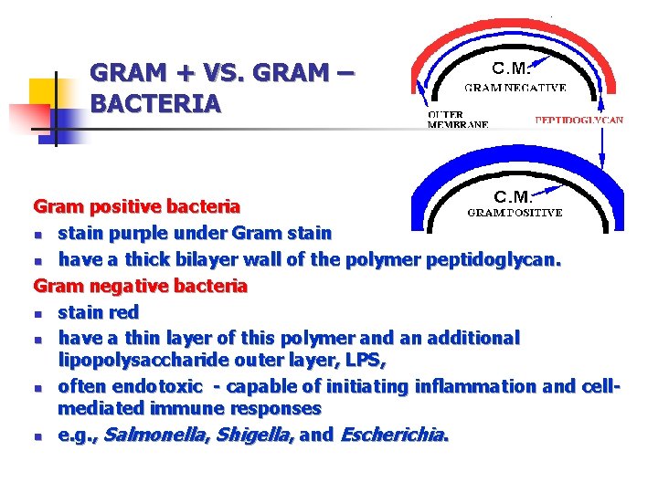 GRAM + VS. GRAM – BACTERIA Gram positive bacteria n stain purple under Gram