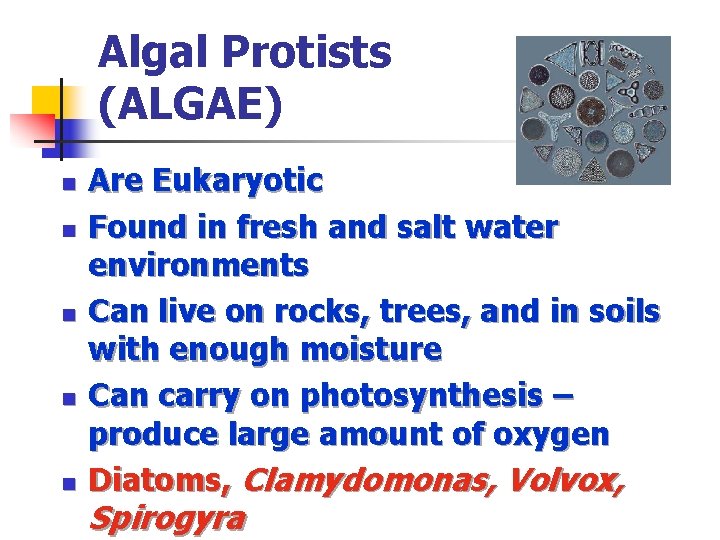 Algal Protists (ALGAE) n n n Are Eukaryotic Found in fresh and salt water