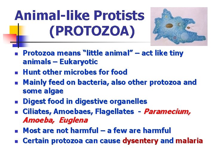 Animal-like Protists (PROTOZOA) n n n n Protozoa means “little animal” – act like