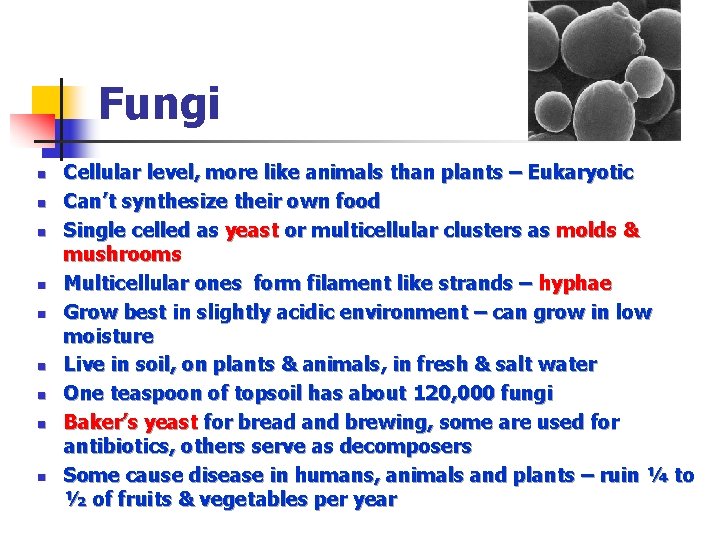 Fungi n n n n n Cellular level, more like animals than plants –