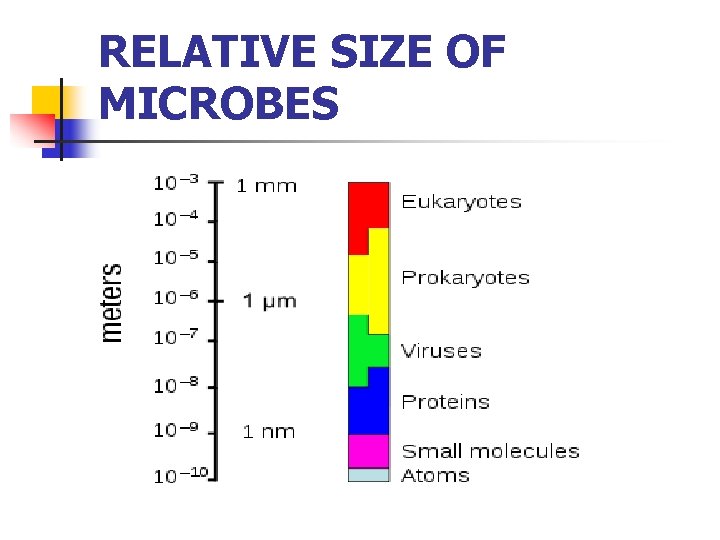 RELATIVE SIZE OF MICROBES 