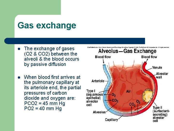 Gas exchange l The exchange of gases (O 2 & CO 2) between the