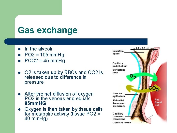 Gas exchange l l l In the alveoli PO 2 = 105 mm. Hg