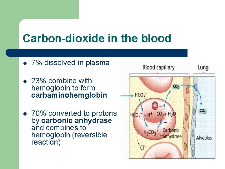 Carbon-dioxide in the blood l 7% dissolved in plasma l 23% combine with hemoglobin
