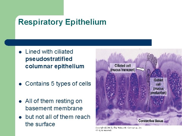 Respiratory Epithelium l Lined with ciliated pseudostratified columnar epithelium l Contains 5 types of