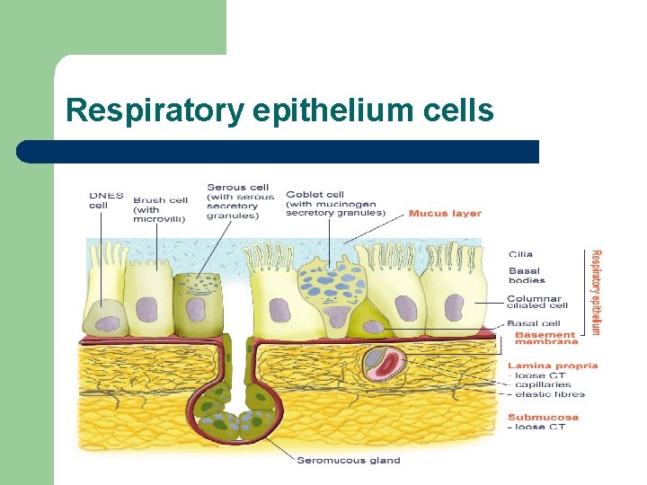 Respiratory epithelium cells 