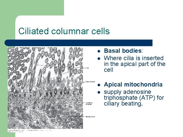 Ciliated columnar cells l l Basal bodies: Where cilia is inserted in the apical