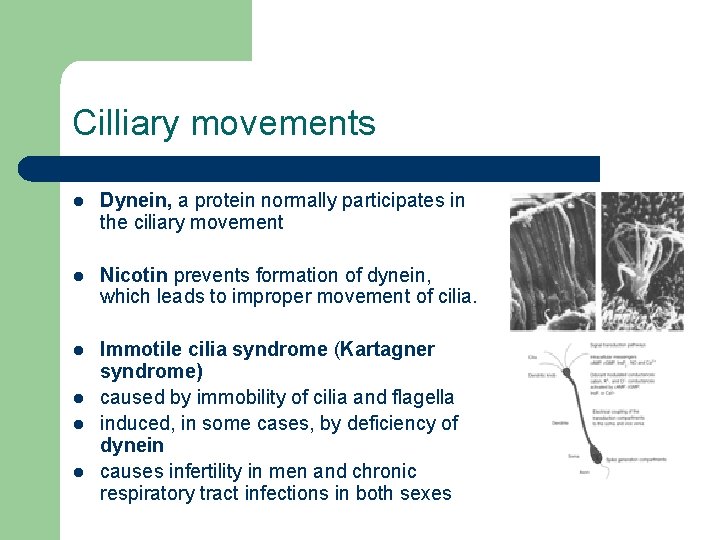 Cilliary movements l Dynein, a protein normally participates in the ciliary movement l Nicotin