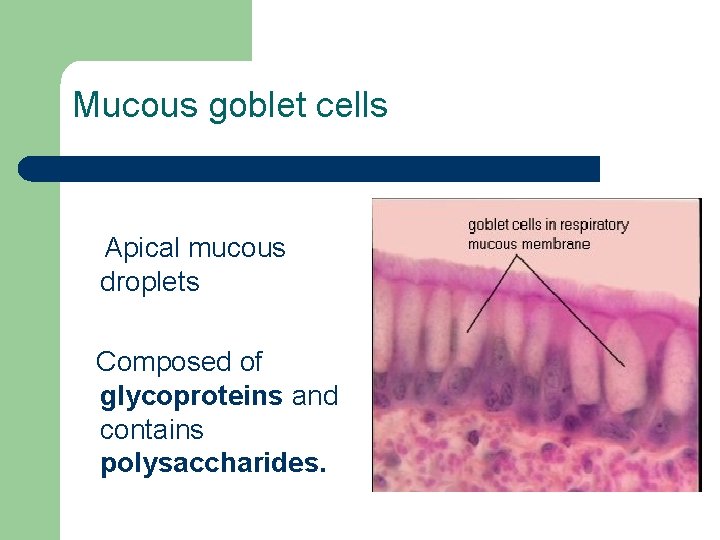 Mucous goblet cells Apical mucous droplets Composed of glycoproteins and contains polysaccharides. 