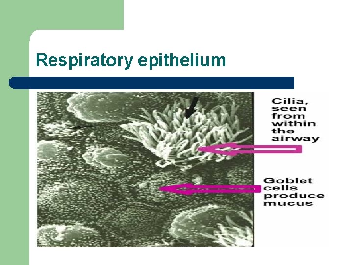 Respiratory epithelium 