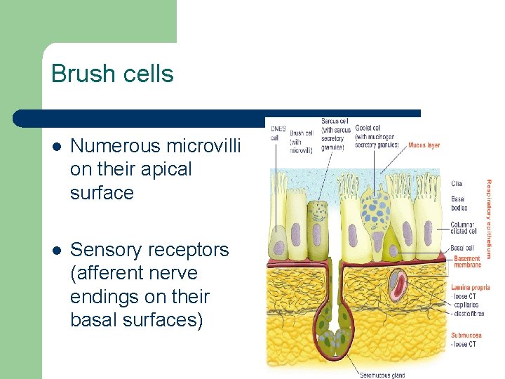 Brush cells l Numerous microvilli on their apical surface l Sensory receptors (afferent nerve